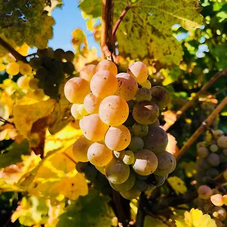 Sonnenlay Lounge - & Appartement Brauneberg