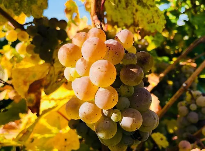 Sonnenlay Lounge - & Apartment Brauneberg